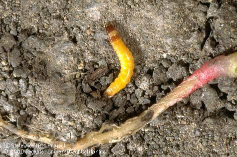 Sugarbeet seedling root damaged by wireworm larva and feeding.