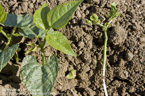 Stunting in the dry bean seedling on the right was caused by a wireworm (Elateridae) that was found feeding inside the stem. 