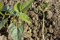 Stunting in the dry bean seedling on the right was caused by a wireworm.