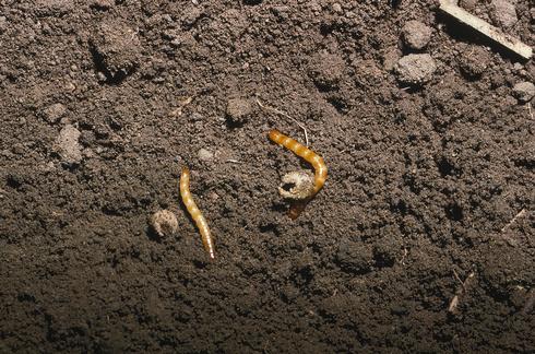 Wireworm larvae feeding on tomato seeds.