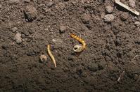 Wireworm