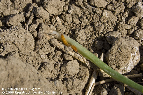 This wireworm (Elateridae) was removed from inside the stem where it was feeding. The seedling was stunted.