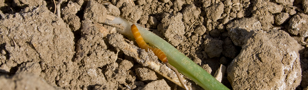 This wireworm (Elateridae) was removed from inside the stem where it was feeding. The seedling was stunted.