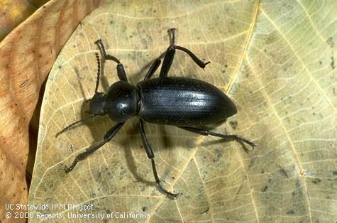 Adult darkling beetle.