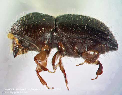 Adult female polyphagous shothole borer, <i>Euwallacea</i> sp.