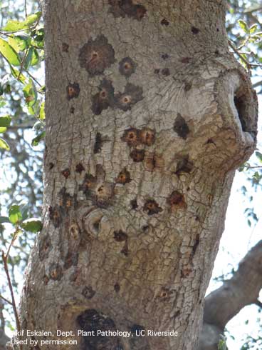 Wet discoloration of the outer bark of coast live oak surrounding entry holes made by the polyphagous shothole borer, <i>Euwallacea</i> sp., is a symptom of fusarium dieback, caused by an unnamed species of <i>Fusarium</i>.