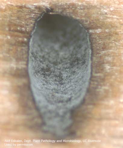 Fungal growth on the wall of a beetle gallery caused by polyphagous shothole borer, <i>Euwallacea</i> sp.