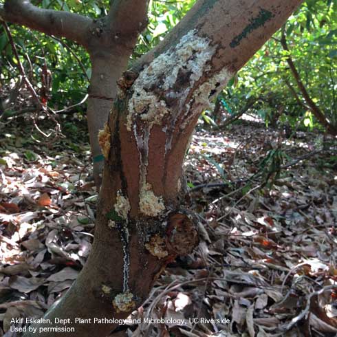 Sugary exudate, also called a sugar volcano, on avocado is a symptom of Fusarium dieback caused by several species of fungi spread by the polyphagous shothole borer, <i>Euwallacea</i> sp.