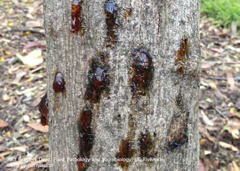 Gumming of the outer bark of tree trunk is a symptom of Fusarium dieback caused by several species of fungi spread by the polyphagous shothole borer, <i>Euwallacea</i> sp.