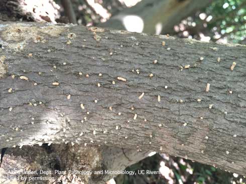 Frass on the outer bark of avocado is a symptom of Fusarium dieback caused by several species of fungi spread by the polyphagous shothole borer, <i>Euwallacea</i> sp.