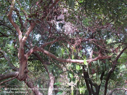 Dieback of branches, a symptom of Fusarium dieback on avocado caused by several species of fungi spread by the polyphagous shothole borer, <i>Euwallacea</i> sp.