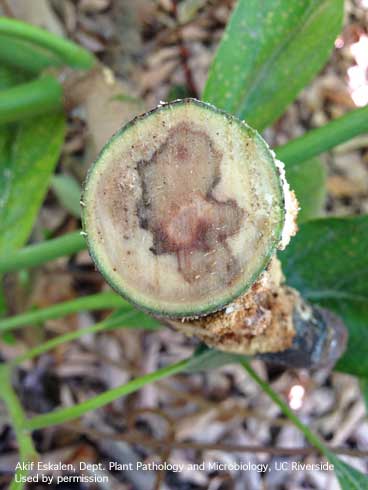 Cross-section of an avocado branch showing internal symptoms of fusarium dieback caused by several species of fungi spread by the polyphagous shothole borer, <i>Euwallacea</i> sp.