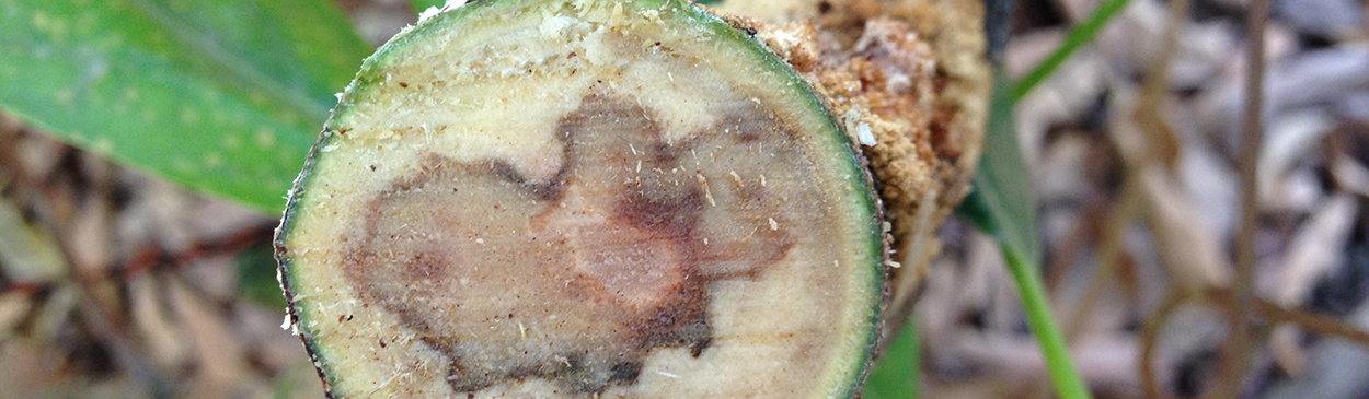 Cross-section of an avocado branch showing internal symptoms of fusarium dieback caused by several species of fungi spread by the polyphagous shothole borer, Euwallacea sp.