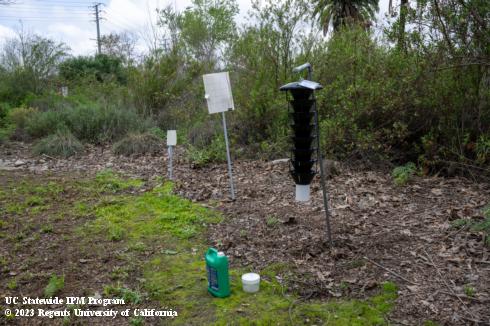 Sticky panel trap, elm bark beetle sticky panel trap, and Lindgren funnel trap (from left to right) to trap bark beetles, shot hole borers, and other insects.