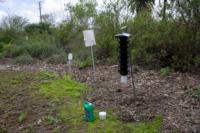 Lindgren funnel trap (right) and sticky panel trap set up on a pole (left).