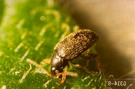 Adult of tuber flea beetle, <i>Epitrix tuberis</i>.