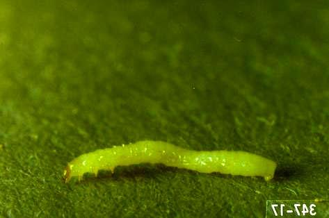 Larva of tuber flea beetle, <i>Epitrix tuberis</i>.