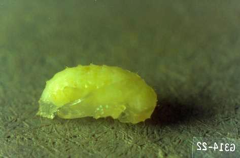 Tuber flea beetle pupa.