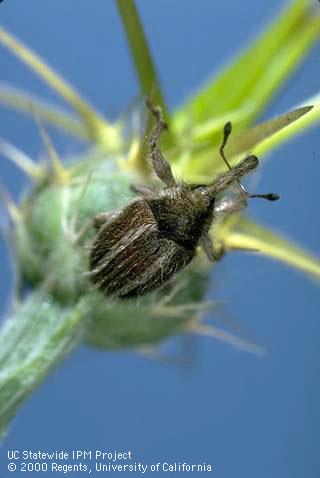 Adult weevil, <i>Eustenopus villosus</i>, that feeds as larvae inside yellow starthistle, <i>Centaurea solstitialis</i>.