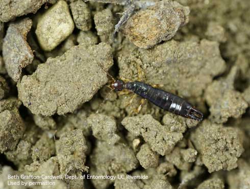 Adult ring-legged earwig, <i>Euborellia annulipes</i>.