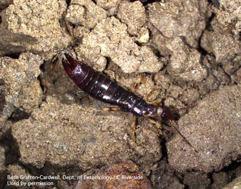 Adult ring-legged earwig, <i>Euborellia annulipes</i>.