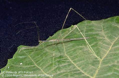 Adult thread-legged bug, <i>Emesaya brevipennis.</i>.