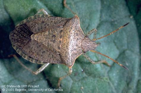 Adult consperse stink bug.