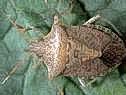Consperse stink bug