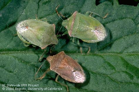 Adult consperse stink bug.