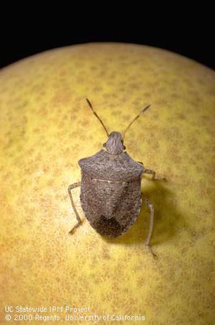 Adult consperse stink bug.