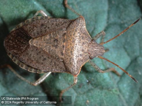 Adult consperse stink bug, <i>Euschistus conspersus</i>.