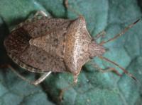 Adult consperse stink bug on green leaf, with a brown, speckled, shield-shaped body; alternating brown and cream stripes along sides of body; and small, black spots on legs.