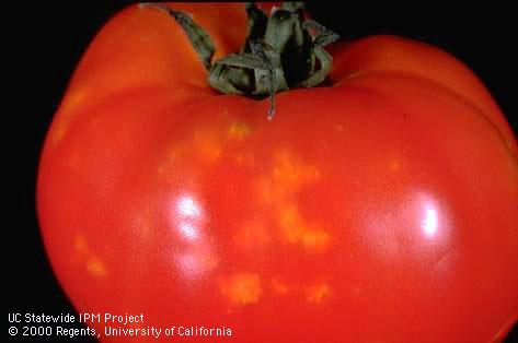 Crop damaged by consperse stink bug.