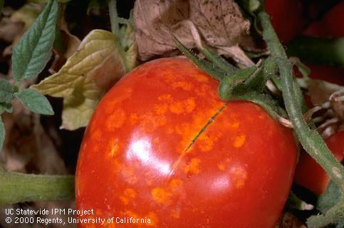 Ripe tomato fruit damaged by consperse stink bug.