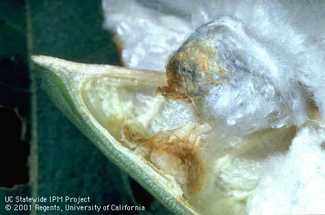 Crop damaged by consperse stink bug.