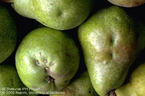 Pear fruit damaged by consperse stink bug.