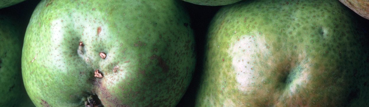 Stink bug injury on pears.