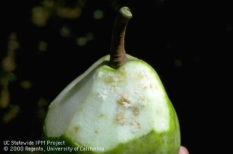 Crop damage by consperse stink bug.