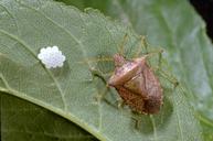 Consperse stink bug adult