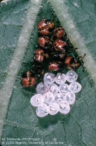 Egg of consperse stink bug.