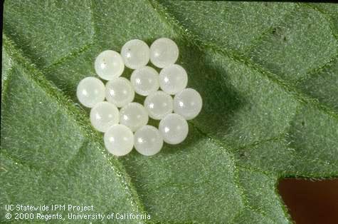 Egg of consperse stink bug.