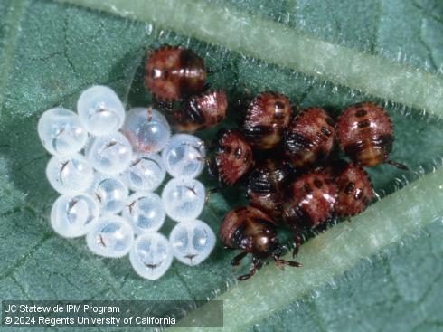 Eggs and first-instar nymphs of consperse stink bug, <i>Euschistus conspersus</i>.