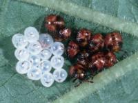 Several newly hatched, round consperse stink bug nymphs with black and reddish markings next to round, white egg casings on a green leaf. 