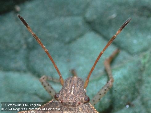 Antennae of adult consperse stink bug, <i>Euschistus conspersus</i>.