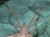 Close-up of adult consperse stink bug brown antennae with dark brown tips and green leaf in background.