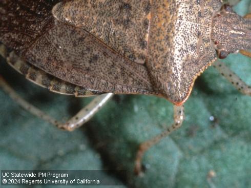 Legs of adult consperse stink bug, <i>Euschistus conspersus</i>.