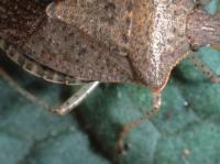 Close-up of the brown, speckled right side of an adult consperse stink bug on a green leaf, with spotted legs and alternating brown and cream stripes along the side of the body.