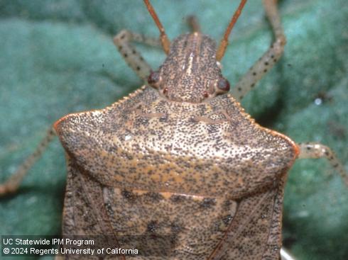 Shoulders of adult consperse stink bug, <i>Euschistus conspersus</i>.