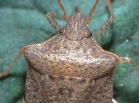 Close-up of the brown, speckled shoulders of an adult consperse stink bug on a green leaf.