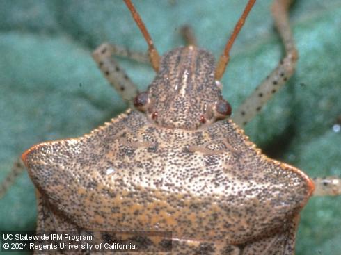 Head of adult consperse stink bug, <i>Euschistus conspersus</i>.